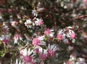 Hvězdnice pokřivená 'Lady in Black' - Aster lateriflorus 'Lady in Black'