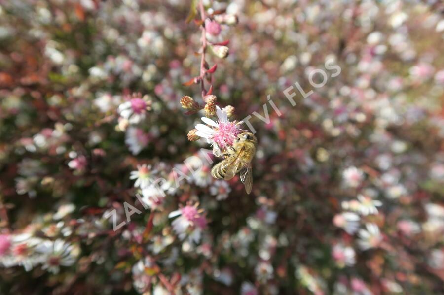 Hvězdnice pokřivená 'Lady in Black' - Aster lateriflorus 'Lady in Black'