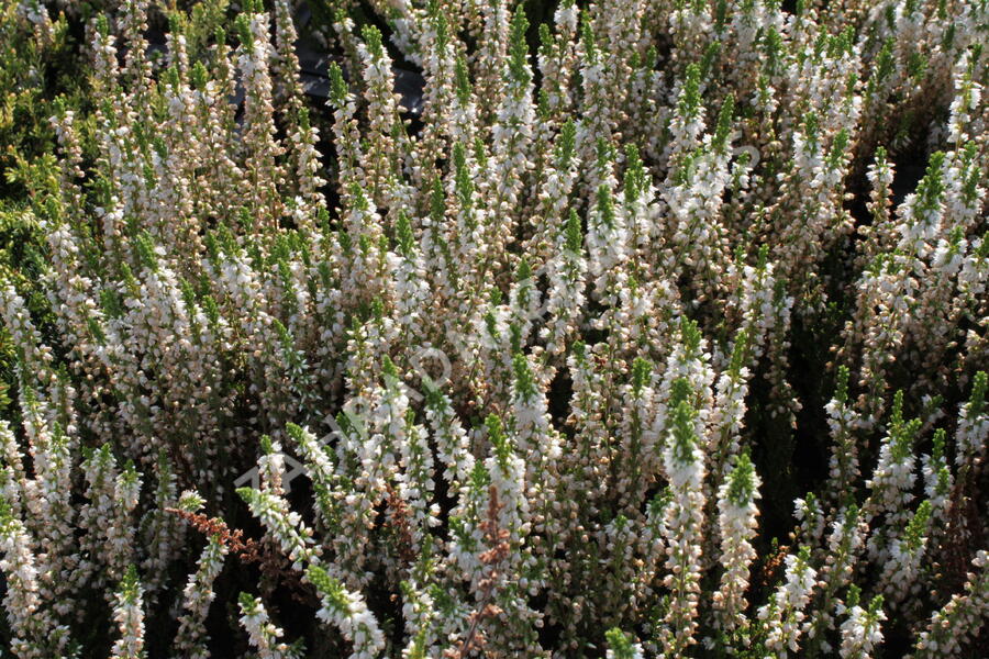 Vřes obecný 'Stefanie' - Calluna vulgaris 'Stefanie'