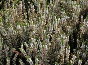 Vřes obecný 'Stefanie' - Calluna vulgaris 'Stefanie'
