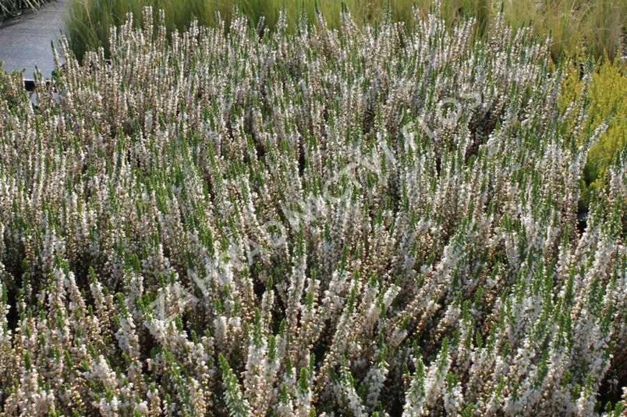 Vřes obecný 'Stefanie' - Calluna vulgaris 'Stefanie'