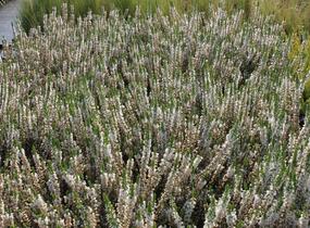 Vřes obecný 'Stefanie' - Calluna vulgaris 'Stefanie'