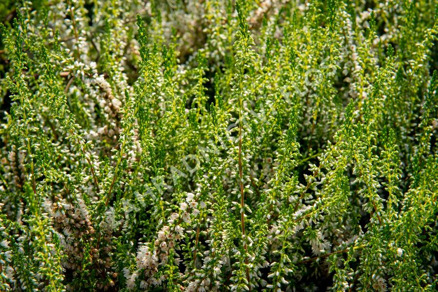 Vřes obecný 'Stefanie' - Calluna vulgaris 'Stefanie'