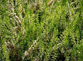 Vřes obecný 'Stefanie' - Calluna vulgaris 'Stefanie'