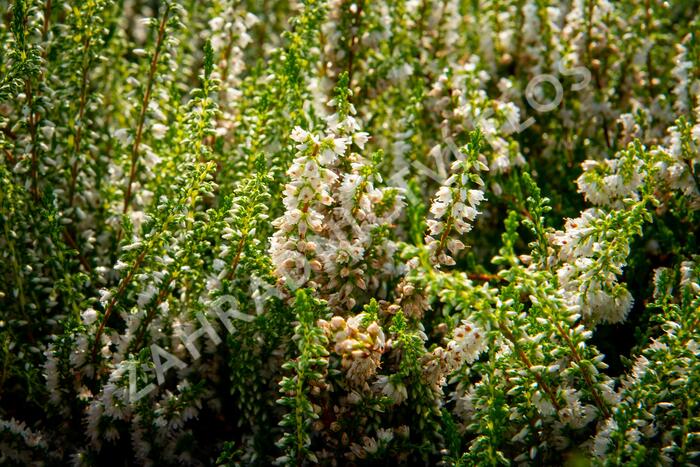 Vřes obecný 'Stefanie' - Calluna vulgaris 'Stefanie'