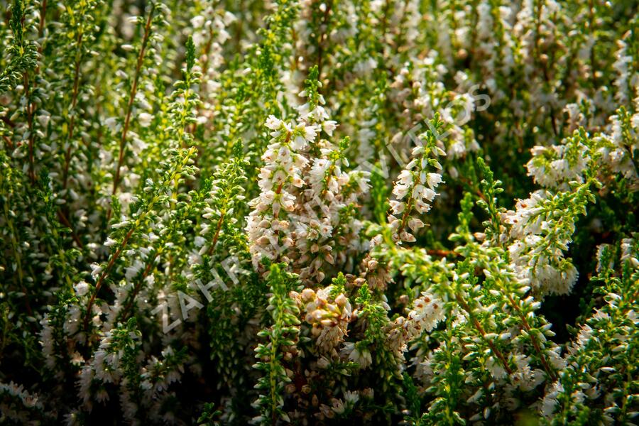 Vřes obecný 'Stefanie' - Calluna vulgaris 'Stefanie'
