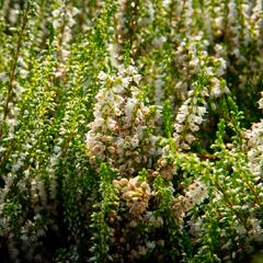 Vřes obecný 'Stefanie' - Calluna vulgaris 'Stefanie'