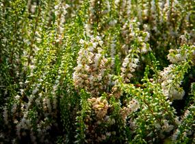 Vřes obecný 'Stefanie' - Calluna vulgaris 'Stefanie'