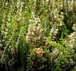 Vřes obecný 'Stefanie' - Calluna vulgaris 'Stefanie'