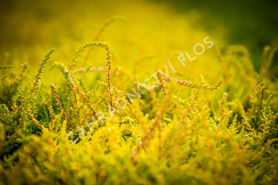 Vřes obecný 'Boskoop' - Calluna vulgaris 'Boskoop'