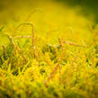 Vřes obecný 'Boskoop' - Calluna vulgaris 'Boskoop'