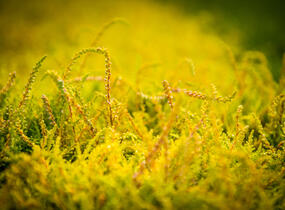 Vřes obecný 'Boskoop' - Calluna vulgaris 'Boskoop'