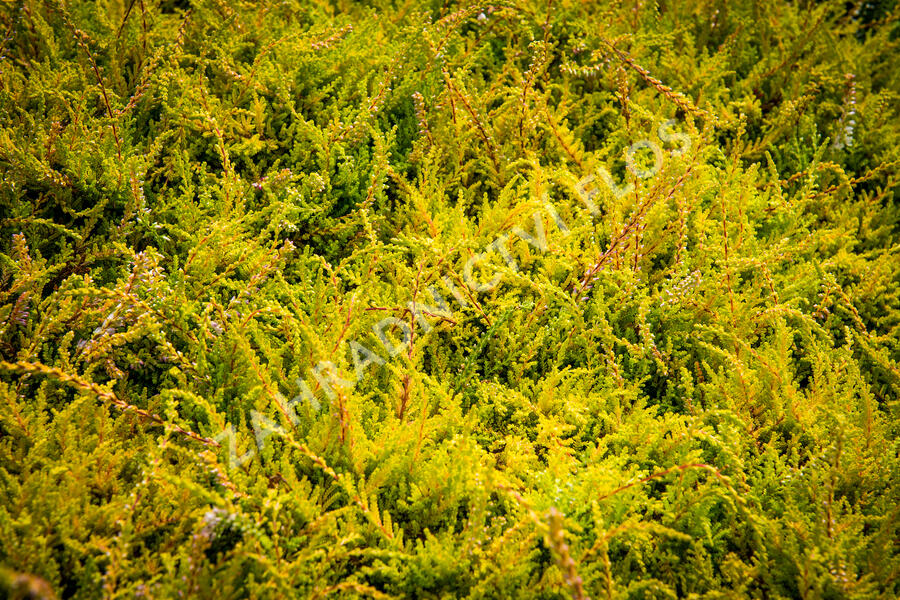 Vřes obecný 'Boskoop' - Calluna vulgaris 'Boskoop'