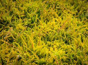 Vřes obecný 'Boskoop' - Calluna vulgaris 'Boskoop'