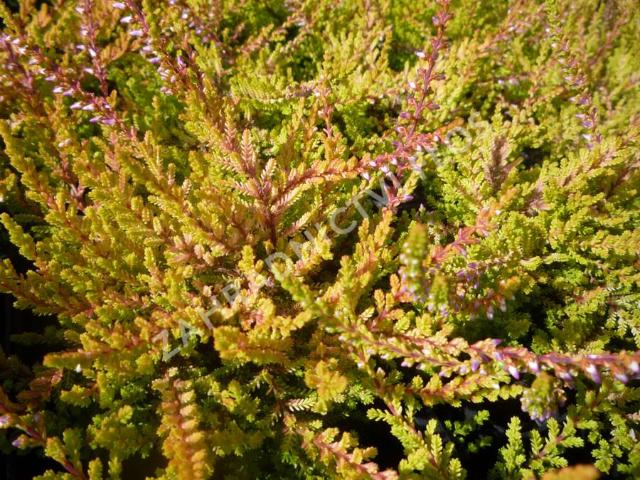 Vřes obecný 'Boskoop' - Calluna vulgaris 'Boskoop'