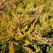 Vřes obecný 'Boskoop' - Calluna vulgaris 'Boskoop'