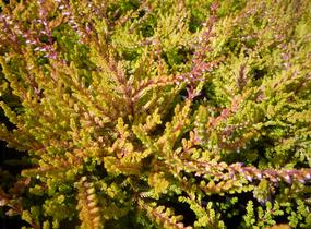 Vřes obecný 'Boskoop' - Calluna vulgaris 'Boskoop'