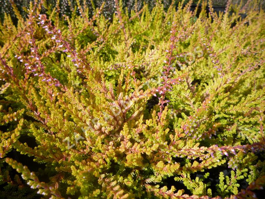 Vřes obecný 'Boskoop' - Calluna vulgaris 'Boskoop'