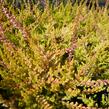Vřes obecný 'Boskoop' - Calluna vulgaris 'Boskoop'