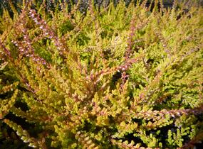 Vřes obecný 'Boskoop' - Calluna vulgaris 'Boskoop'