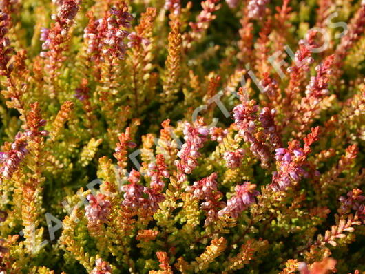 Vřes obecný 'Boskoop' - Calluna vulgaris 'Boskoop'