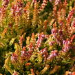 Vřes obecný 'Boskoop' - Calluna vulgaris 'Boskoop'