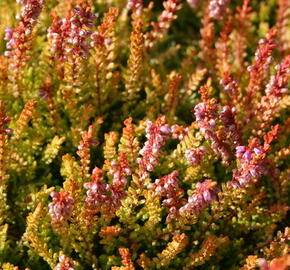 Vřes obecný 'Boskoop' - Calluna vulgaris 'Boskoop'