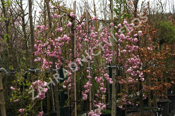 Višeň pilovitá 'Kiku-shidare' - Prunus serrulata 'Kiku-shidare'