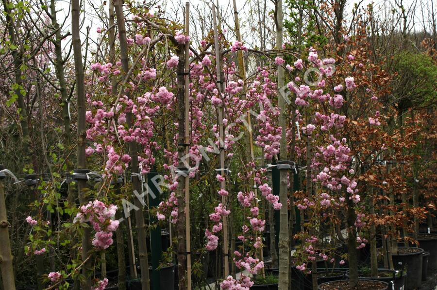 Višeň pilovitá 'Kiku-shidare' - Prunus serrulata 'Kiku-shidare'