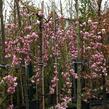 Višeň pilovitá 'Kiku-shidare' - Prunus serrulata 'Kiku-shidare'