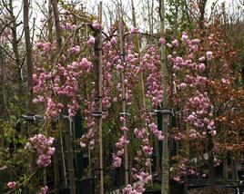 Višeň pilovitá, sakura 'Kiku-shidare'