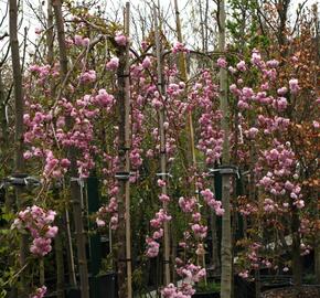 Višeň pilovitá 'Kiku-shidare' - Prunus serrulata 'Kiku-shidare'