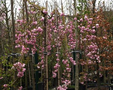 Višeň pilovitá, sakura 'Kiku-shidare'