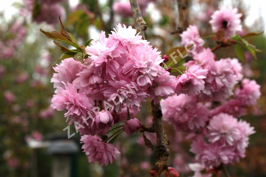 Višeň pilovitá 'Kiku-shidare' - Prunus serrulata 'Kiku-shidare'