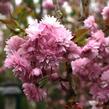 Višeň pilovitá 'Kiku-shidare' - Prunus serrulata 'Kiku-shidare'