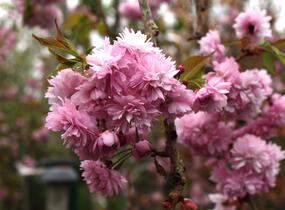 Višeň pilovitá, sakura 'Kiku-shidare' - Prunus serrulata 'Kiku-shidare'