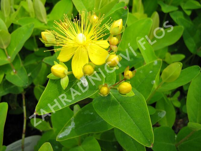 Třezalka 'Jessica' - Hypericum hypearl 'Jessica'