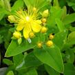 Třezalka 'Jessica' - Hypericum hypearl 'Jessica'