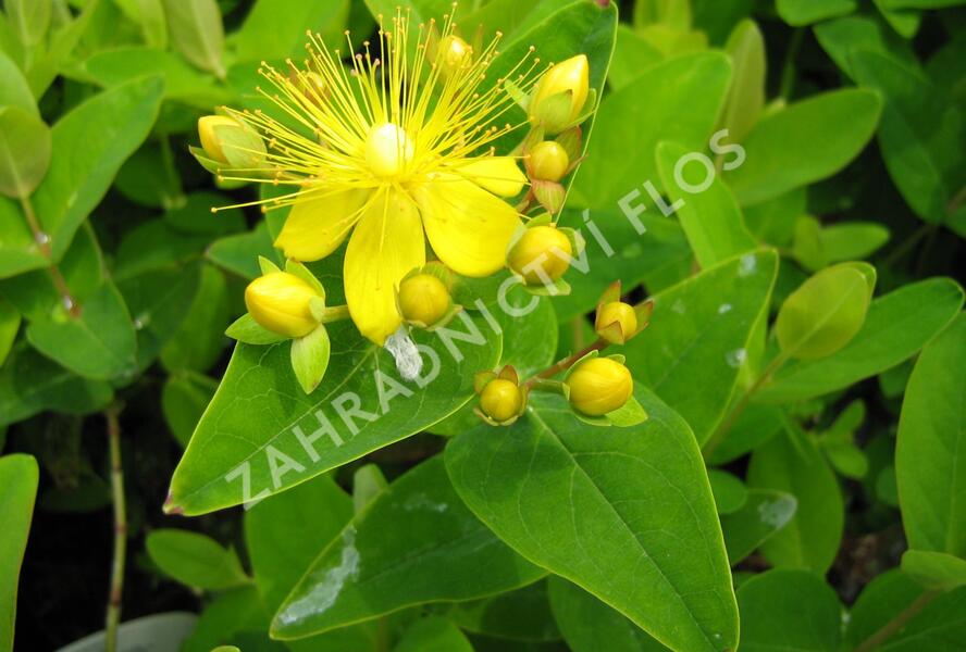 Třezalka 'Jessica' - Hypericum hypearl 'Jessica'