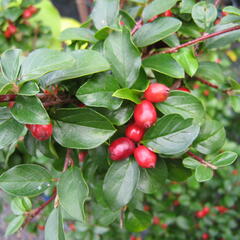 Skalník Dielsův - Cotoneaster dielsianus