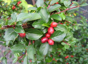 Skalník Dielsův - Cotoneaster dielsianus