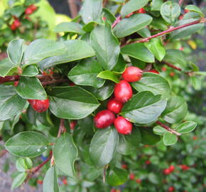 Skalník Dielsův - Cotoneaster dielsianus