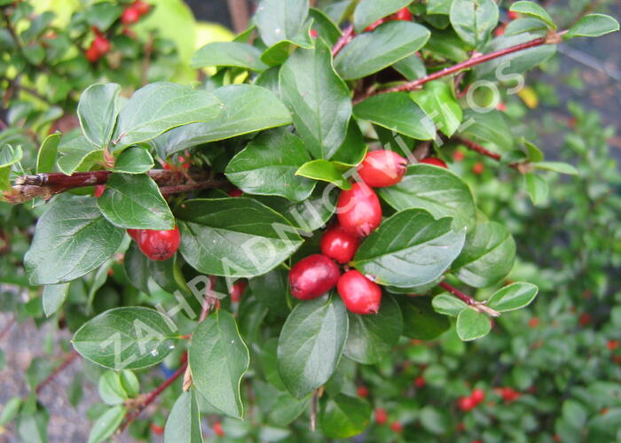 Skalník Dielsův - Cotoneaster dielsianus