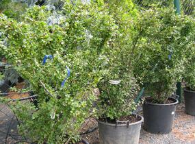 Skalník Dielsův - Cotoneaster dielsianus