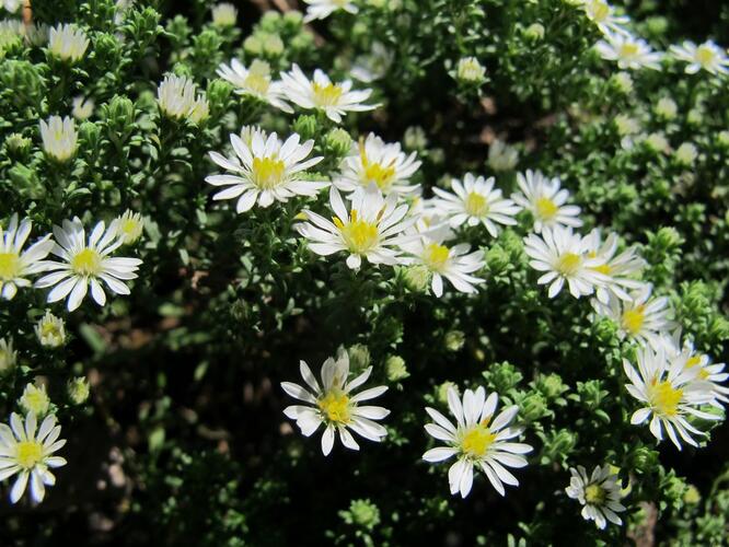 Hvězdnice vřesovcová 'Schneetanne' - Aster ericoides 'Schneetanne'