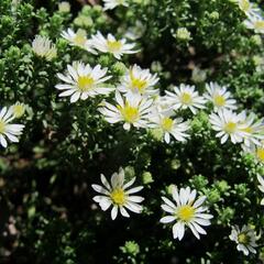 Hvězdnice vřesovcová 'Schneetanne' - Aster ericoides 'Schneetanne'