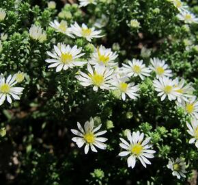 Hvězdnice vřesovcová 'Schneetanne' - Aster ericoides 'Schneetanne'