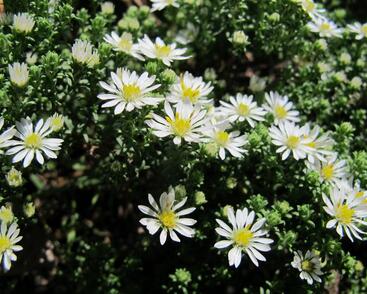 Hvězdnice vřesovcová 'Schneetanne'