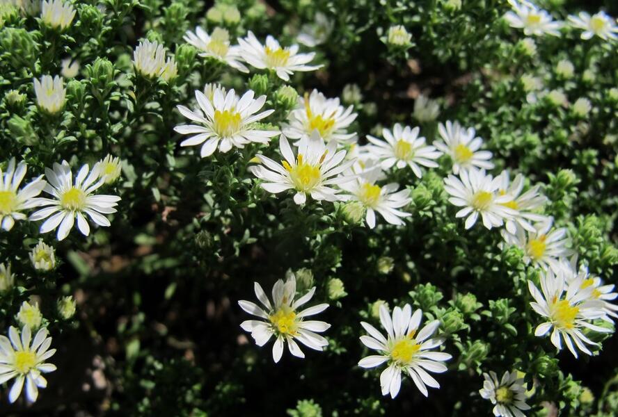 Hvězdnice vřesovcová 'Schneetanne' - Aster ericoides 'Schneetanne'