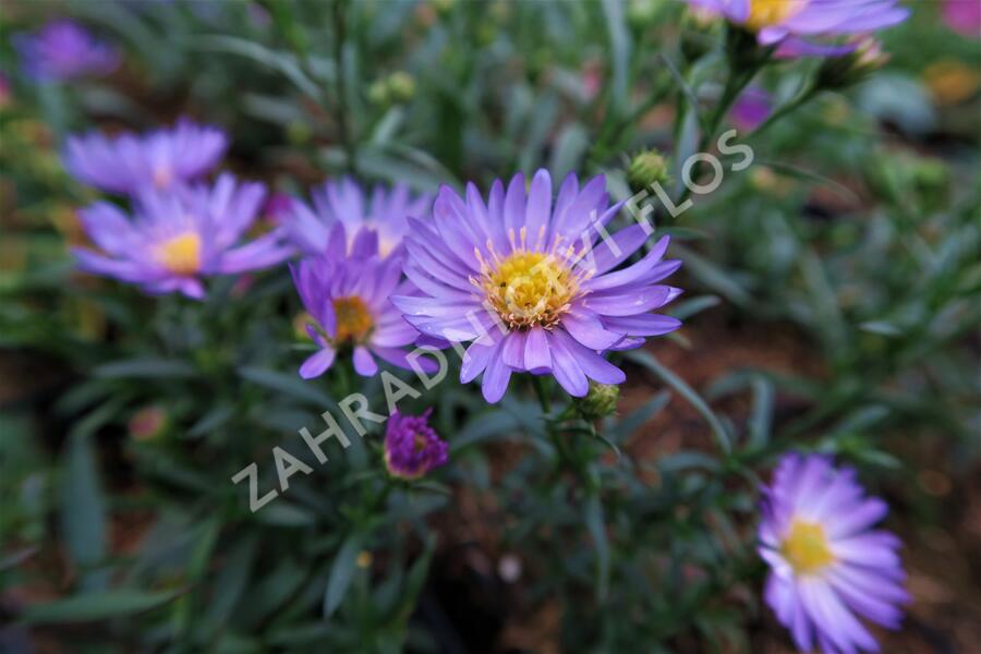 Hvězdnice vřesovcová 'Blue Wonder' - Aster ericoides 'Blue Wonder'